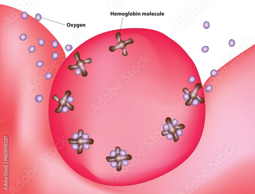 How is oxygen transported in the body (Haemoglobin molecules inside red blood cells pick up and carry the oxygen)