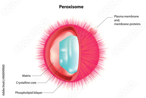 A peroxisome is a membrane-bound organelle found in the cytoplasm of eukaryotic cells. These organelles are involved in several important metabolic functions, primarily related to the breakdown of fat