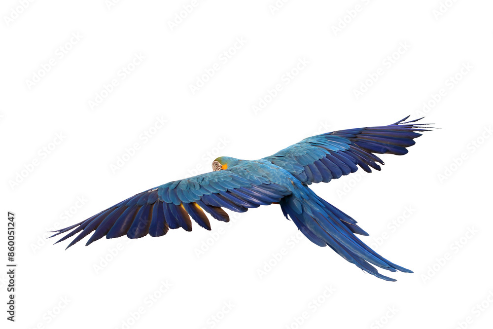 Fototapeta premium Colorful feathers on the back of Macaw parrot isolated on transparent background png file