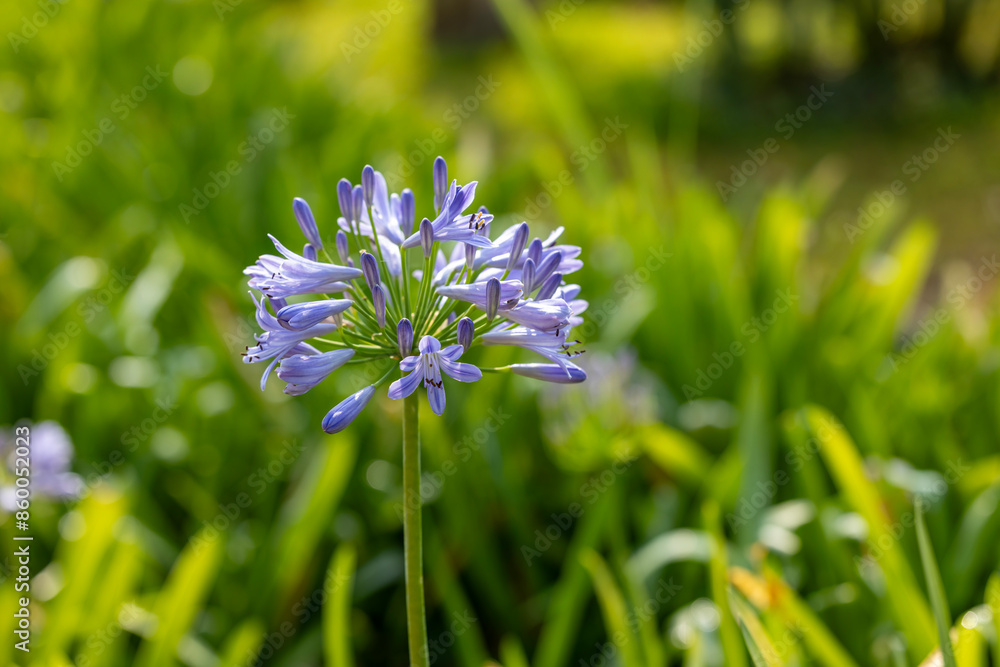 Blue agapanthus or African lily of nile flower is blooming in summer season for ornamental garden concept Blue agapanthus or African lily of nile flower is blooming in summer season for ornamental garden concept