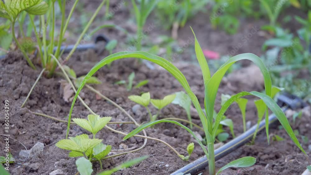 small corn plant in the garden, close-up of corn plant in the garden, small corn plant in the garden, close-up of corn plant in the garden,