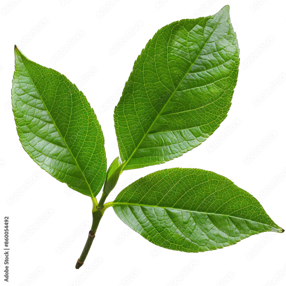 Fototapeta premium green leaf isolated on white background