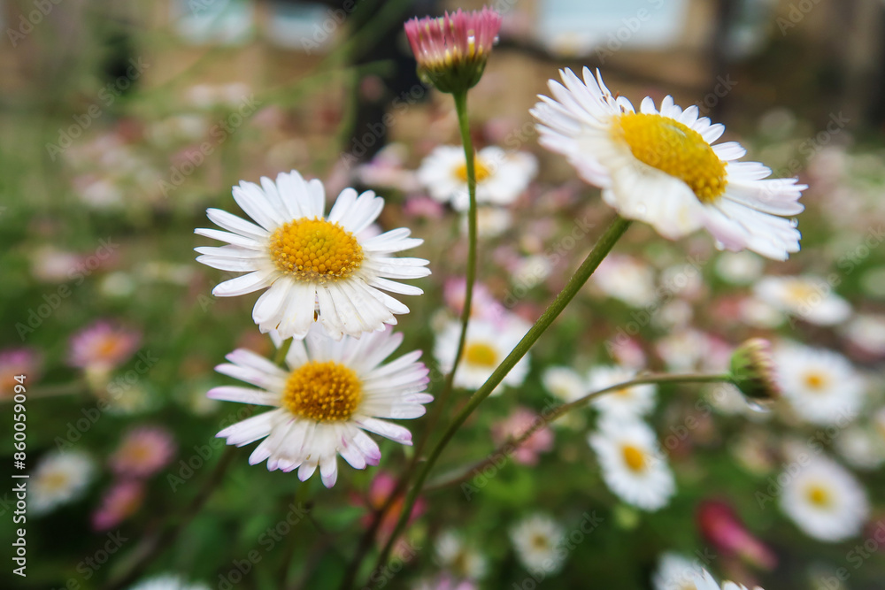 Close-up of daisies in a wild garden Close-up of daisies in a wild garden
