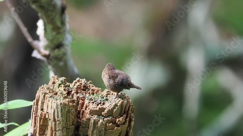 森の中で枯れ木の上で風に吹かれ羽毛をフワフワさせながらさえずっているミソサザイ photo