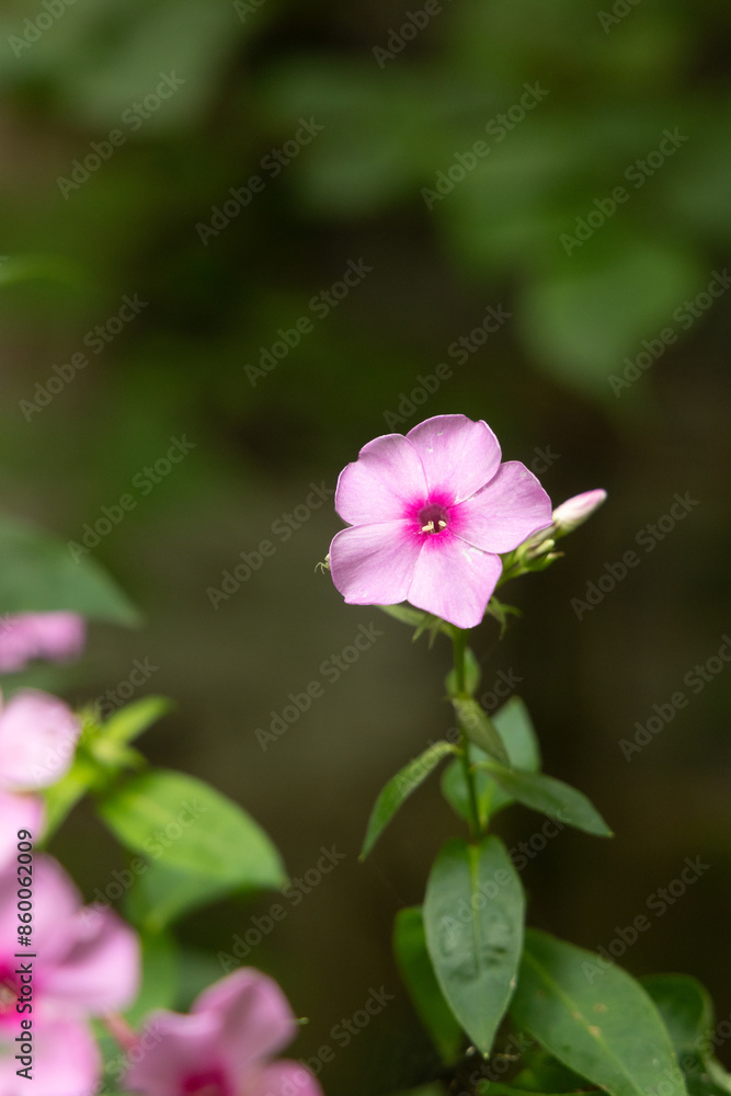 Beautiful pink phlox flowers blooming in the summer garden. Rural landscape of Latvia, Northern Europe. Beautiful pink phlox flowers blooming in the summer garden. Rural landscape of Latvia, Northern Europe.