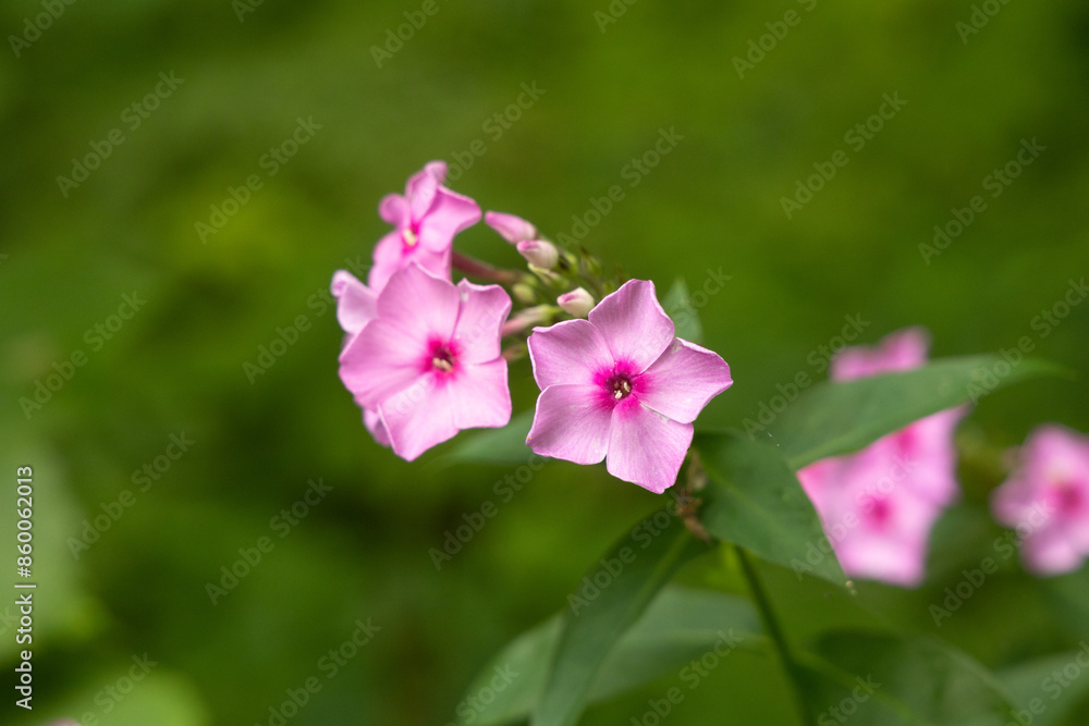 Beautiful pink phlox flowers blooming in the summer garden. Rural landscape of Latvia, Northern Europe. Beautiful pink phlox flowers blooming in the summer garden. Rural landscape of Latvia, Northern Europe.