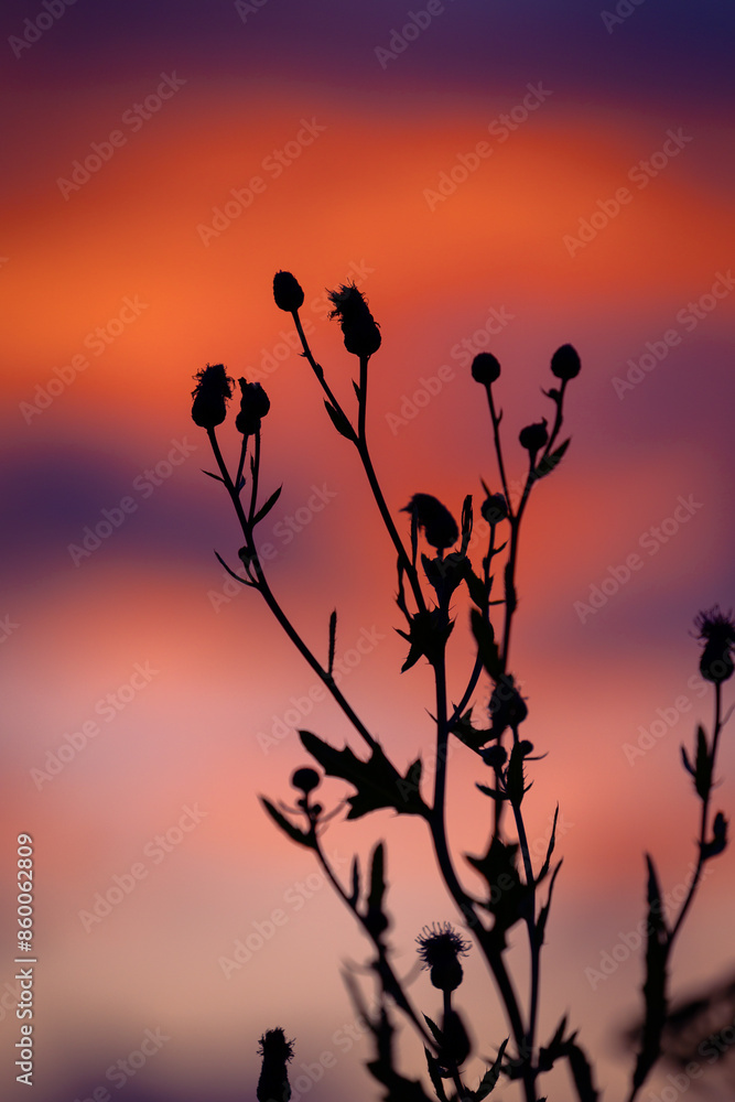 Obraz premium Beautiful pink flowers blooming in the summer meadow. Natural rural scenery of Latvia, Northern Europe.