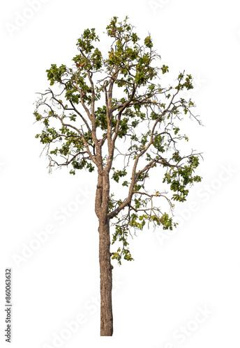 Green tree isolated on transparent background with clipping path and alpha channel.