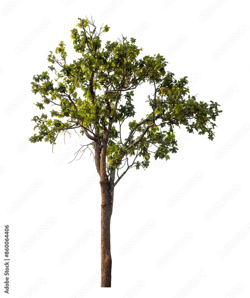 Green tree isolated on transparent background with clipping path and alpha channel.