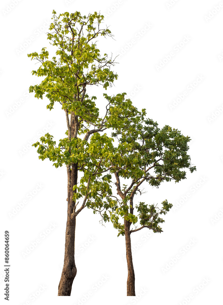 Green tree isolated on transparent background with clipping path and alpha channel. Green tree isolated on transparent background with clipping path and alpha channel.