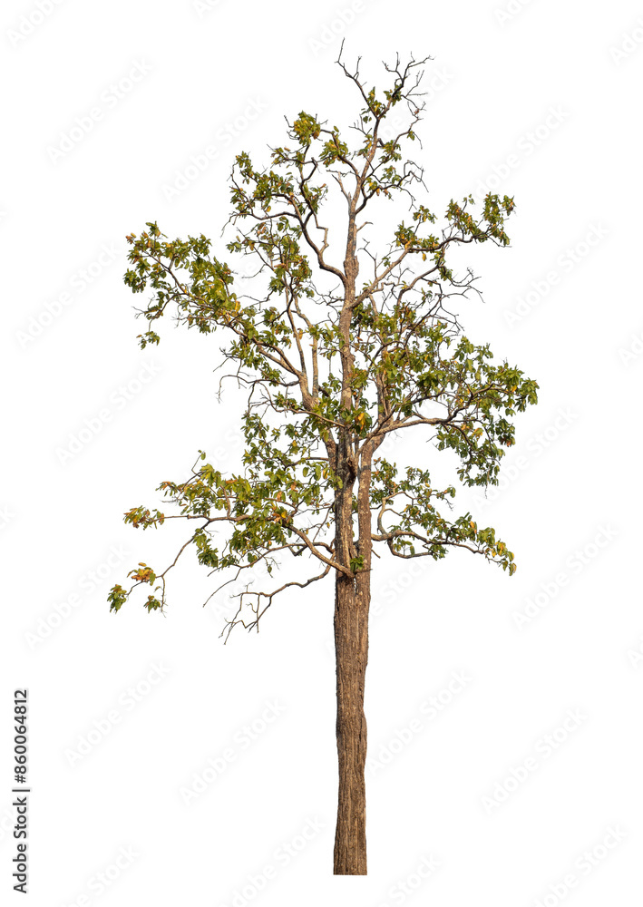 Tree isolated on transparent background with clipping path and alpha channel. Tree isolated on transparent background with clipping path and alpha channel.