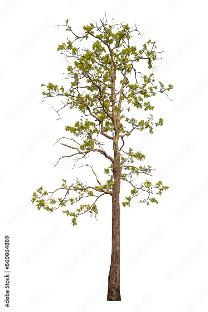 Tree isolated on transparent background with clipping path and alpha channel. Tree isolated on transparent background with clipping path and alpha channel.