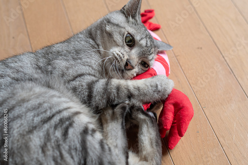 ぬいぐるみで遊ぶ可愛い猫　サバトラ猫 photo