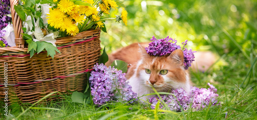 Obraz na płótnie A cute red and white cat lies on the grass near a basket with dandelions and lilac flowers. Horizontal banner w salonie