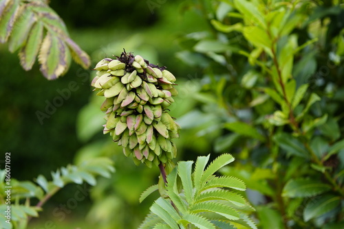 Melianthus major, the giant honey flower or kruidjie-roer-my-nie (Afrikaans for 'herb-touch-me-not'), is a species of flowering plant in the family Francoaceae. Hanover, Germany. photo