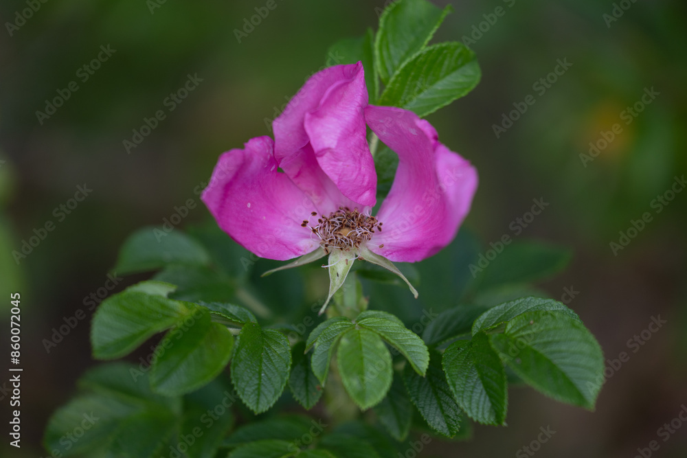 Beautiful pink wild roses blooming during summertime. Natural scenery of Latvia, Northern Europe. Beautiful pink wild roses blooming during summertime. Natural scenery of Latvia, Northern Europe.