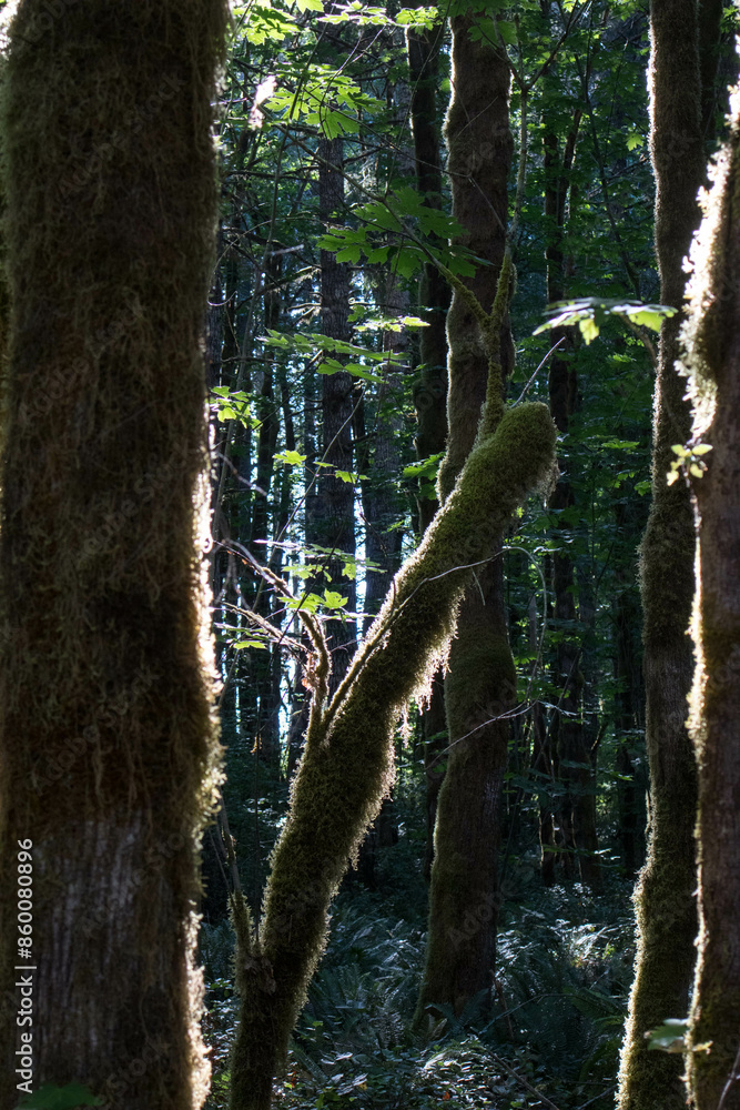 Fototapeta premium A Vancouver Island rainforest and trees covered with moss. Incredible landscape and silence. Canada
