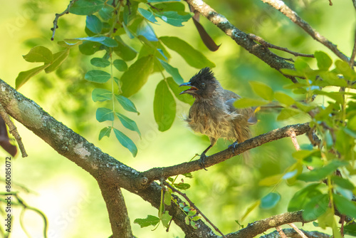 The Common Bulbul (Pycnonotus barbatus) is a ubiquitous resident breeder throughout Africa. Other names include Black-eyed Bulbul, Dark-Capped Bulbul and Common Garden Bulbul. photo