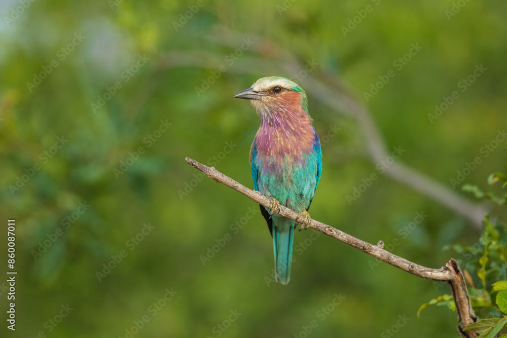 Closeup and portrait of bird , The Lilac breasted Roller is a bird of the family Coraciidae, the rollers. It occurs widely from West Asia to the Indian Subcontinent. 4k resolution Closeup and portrait of bird , The Lilac breasted Roller is a bird of the family Coraciidae, the rollers. It occurs widely from West Asia to the Indian Subcontinent. 4k resolution