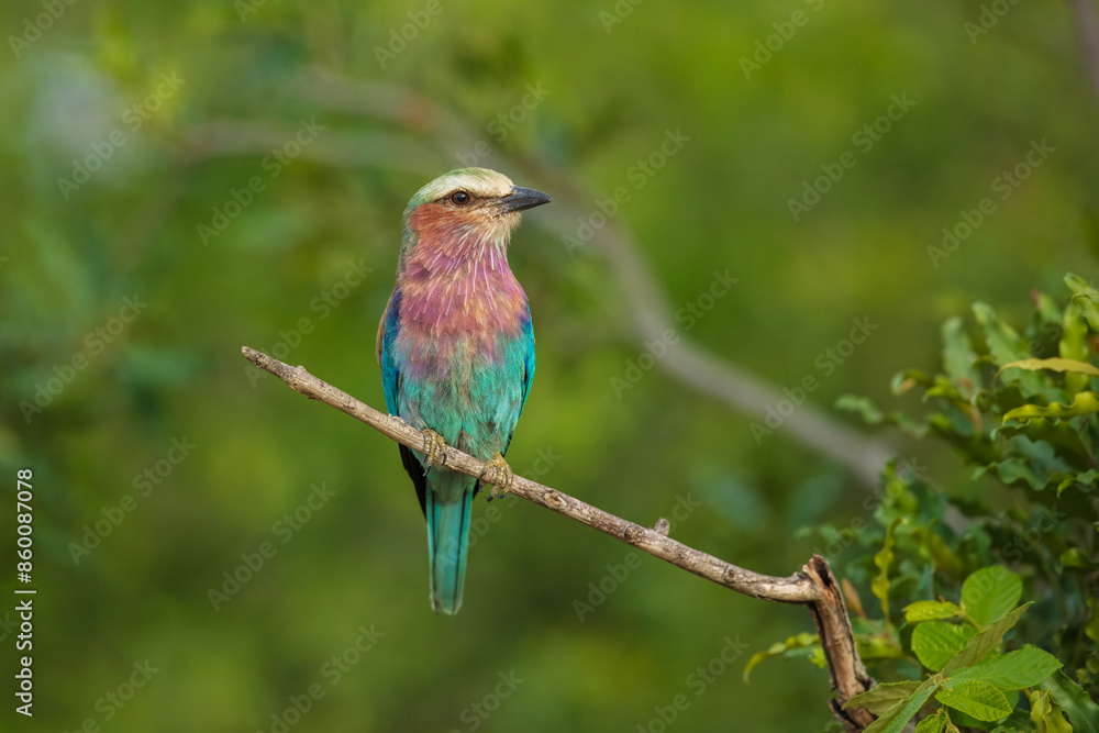 Obraz premium Closeup and portrait of bird , The Lilac breasted Roller is a bird of the family Coraciidae, the rollers. It occurs widely from West Asia to the Indian Subcontinent. 4k resolution