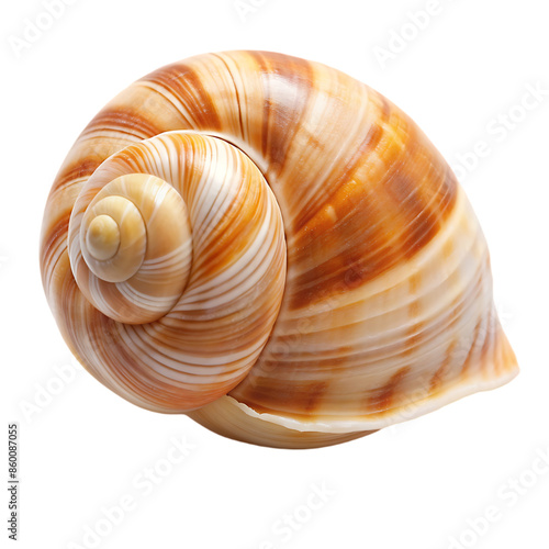 tulip shell on transparent background photo