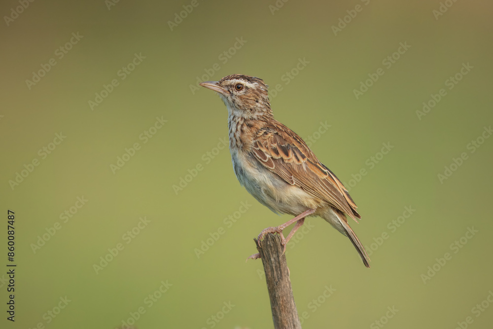 Eurasian Hoopoe or Common hoopoe (Upupa epops), Hoopoe with a loose crest on his head sits on a branch on a natural background. Eurasian Hoopoe or Common hoopoe (Upupa epops), Hoopoe with a loose crest on his head sits on a branch on a natural background.