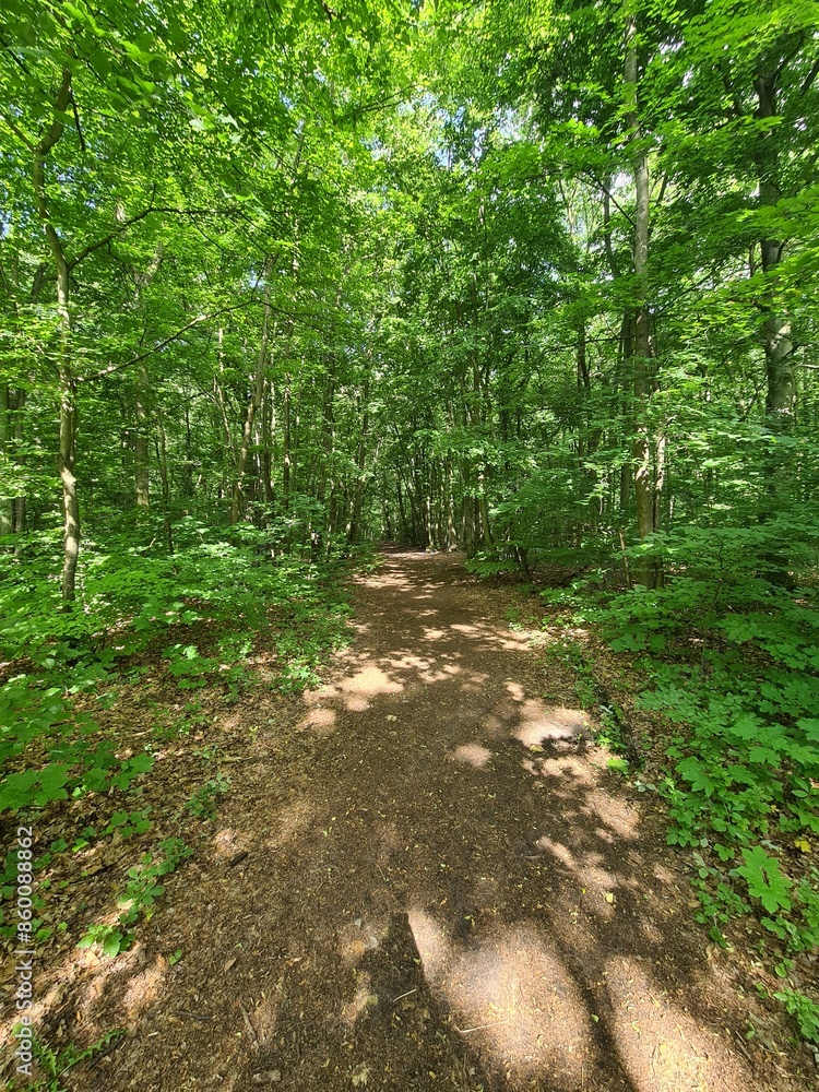 Obraz premium nature path in the Plänterwald Forest in Berlin, Treptow/Köpenick