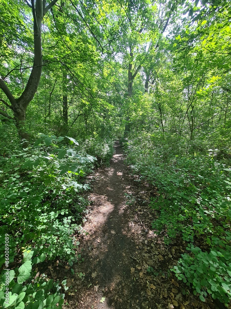 nature path with wonderful sunlight rays in the Plänterwald Forest in Berlin, Treptow/Köpenick