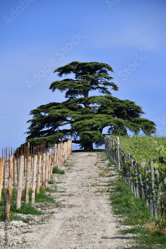 The centuries-old Cedar of Lebanon near La Morra in Piedmont