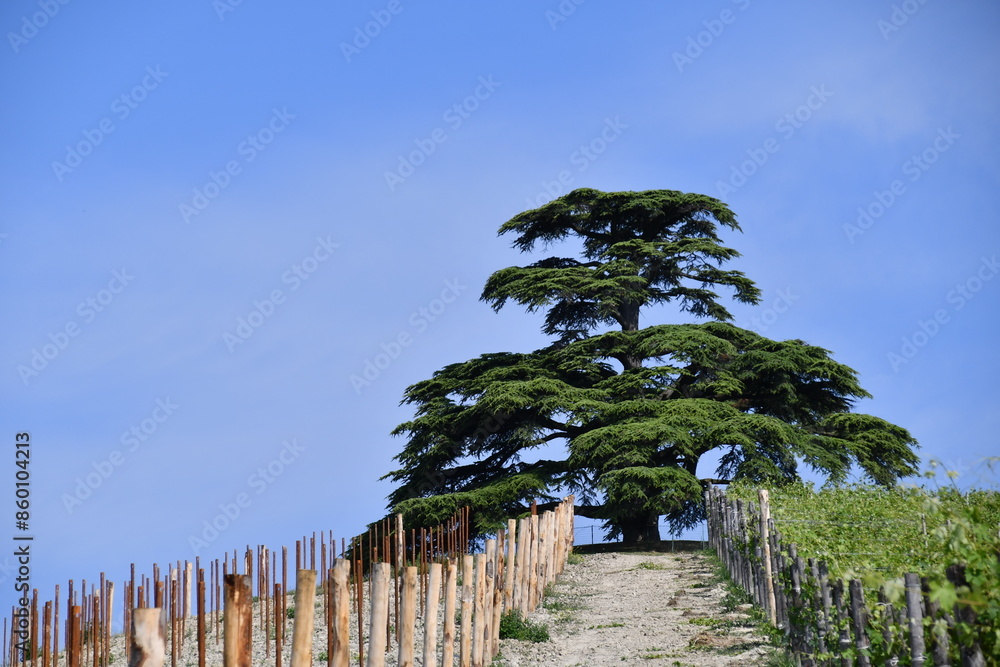 Fototapeta premium The centuries-old Cedar of Lebanon near La Morra in Piedmont