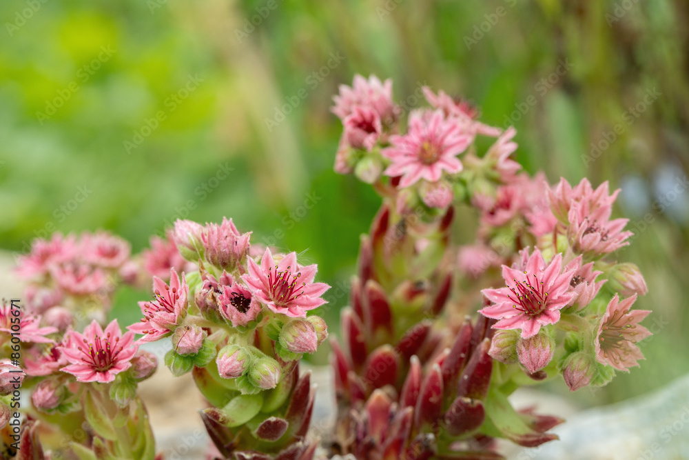 Pink, blooming houseleeks (Genus Sempervivum). Pink, blooming houseleeks (Genus Sempervivum).