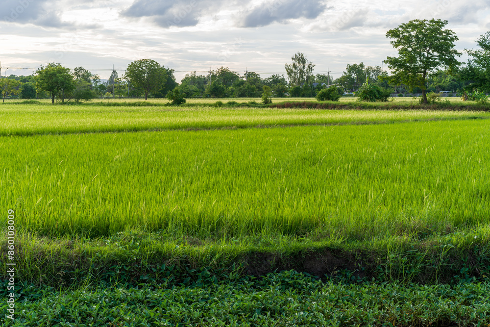 Obraz premium green rice field growing on rainy season for economic crops farm and nature food to agriculture farmer in countryside at Thailand