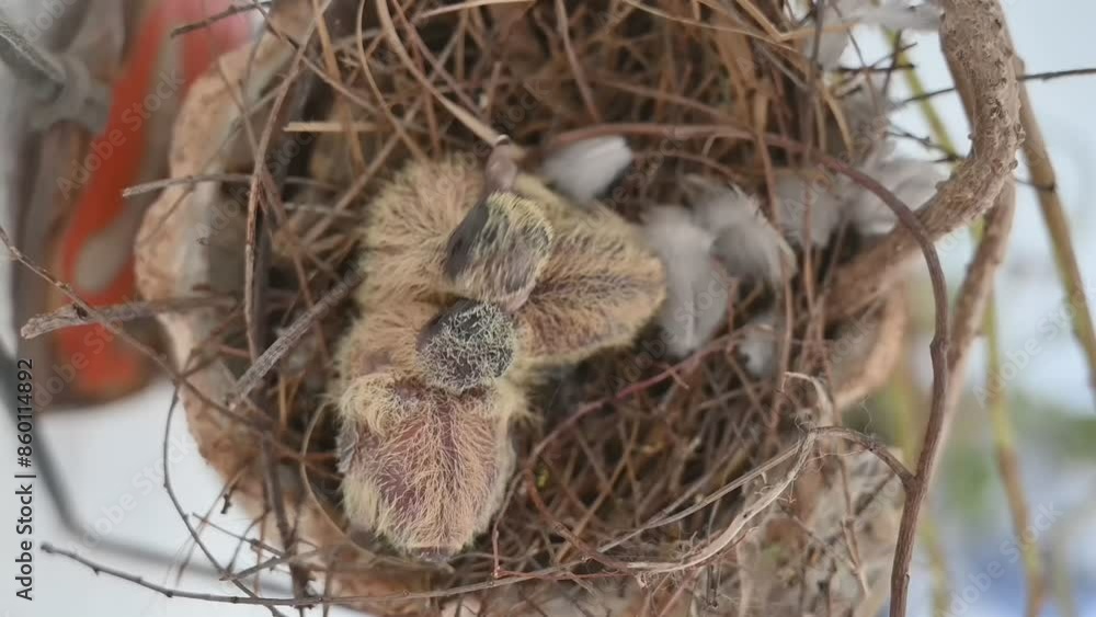 Video about a baby bird sleeping in a nest Video about a baby bird sleeping in a nest
