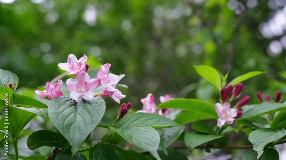 Branch of blooming pink weigela in the garden. Branch of blooming pink weigela in the garden.
