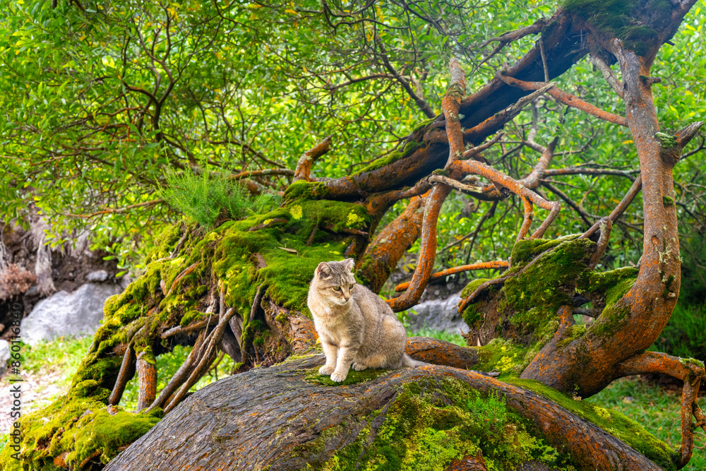 Obraz premium cat on tree