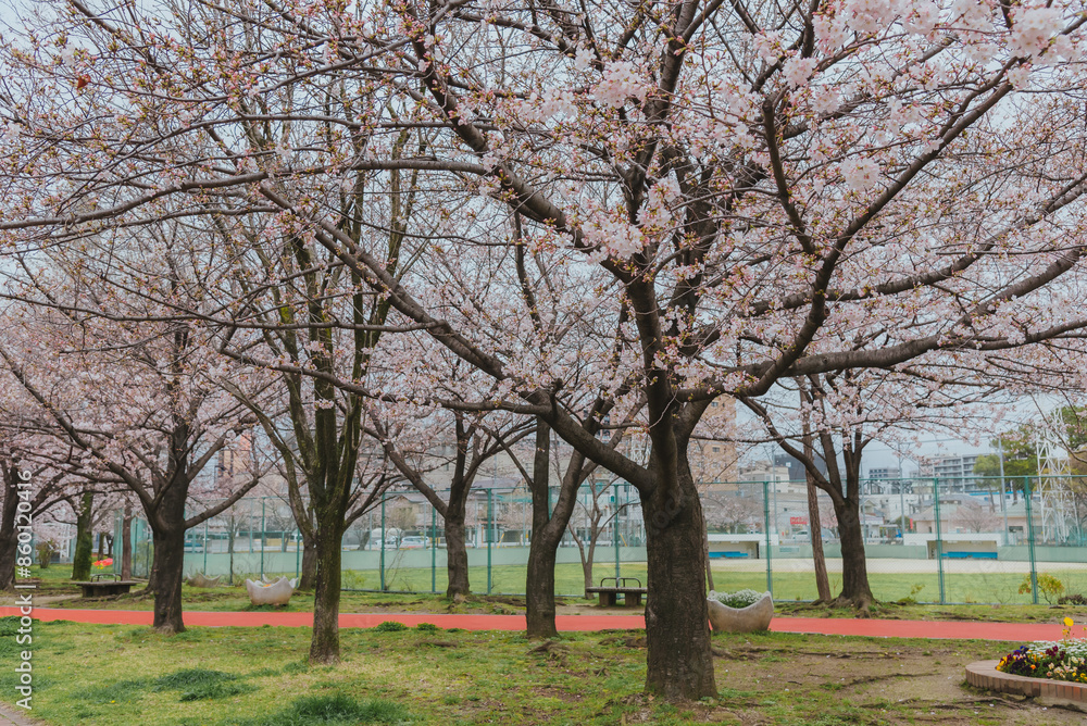 Pink cherry blossom, beautiful pink flowers of japanese cherry tree in garden.