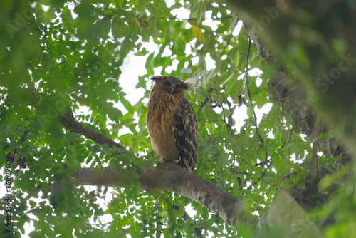 The Buffy Fish Owl (Ketupa ketupu), also known as the Malay Fish Owl, is a fascinating bird of prey found in Southeast Asia. |馬來漁鴞 photo