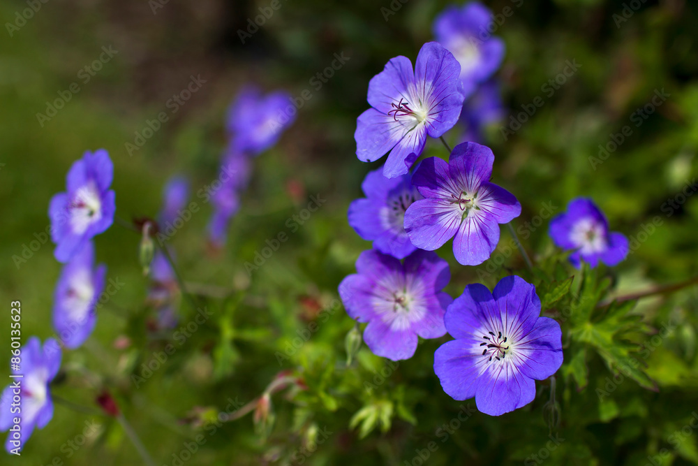Geranium magnificum, purple cranesbill in the garden Geranium magnificum, purple cranesbill in the garden