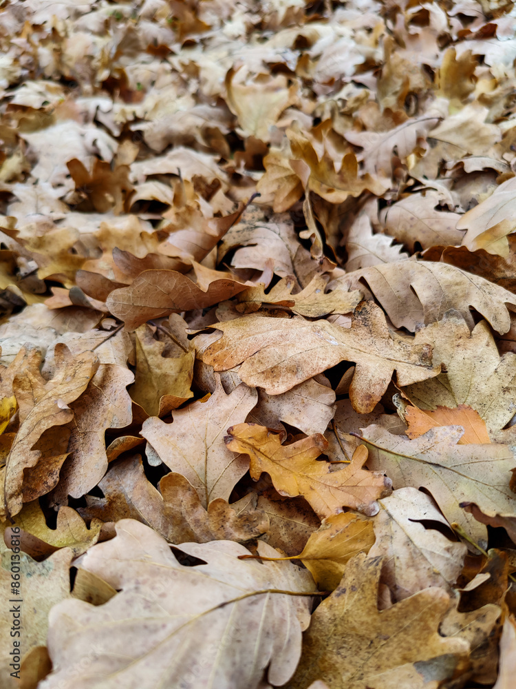 Background of fallen oak leaves in autumn park. Warm autumn day. Close-up. Background of fallen oak leaves in autumn park. Warm autumn day. Close-up.