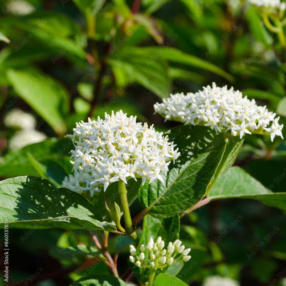 White elderberry flowers in the rays of sunlight. White elderberry flowers in the rays of sunlight.