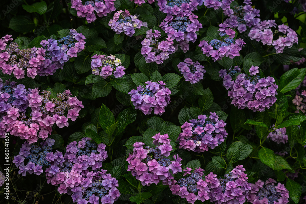 梅雨に咲く紫陽花
