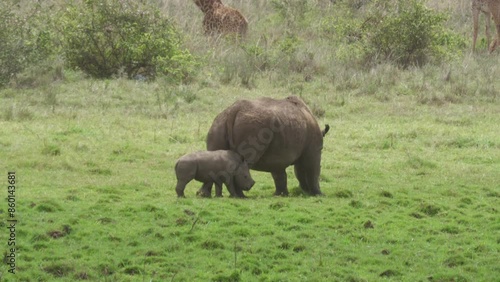 White rhino and young calf grazing in the African savanna