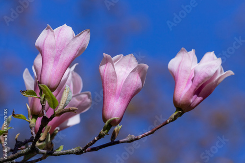 Magnolia pink flowers on flowering magnolia tree background.
