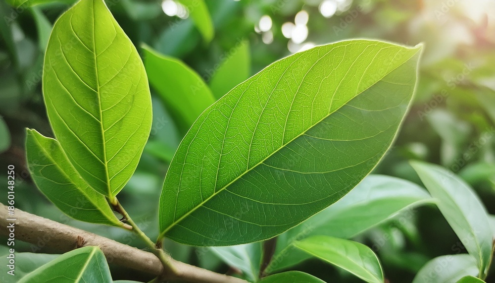 Vivid Where Can I Find Soursop Leaves Background Art Vivid Where Can I Find Soursop Leaves Background Art