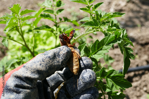 close-up Gryllotalpa beetle, Gryllotalpa beetle damaging and tearing off vegetable seedlings, photo