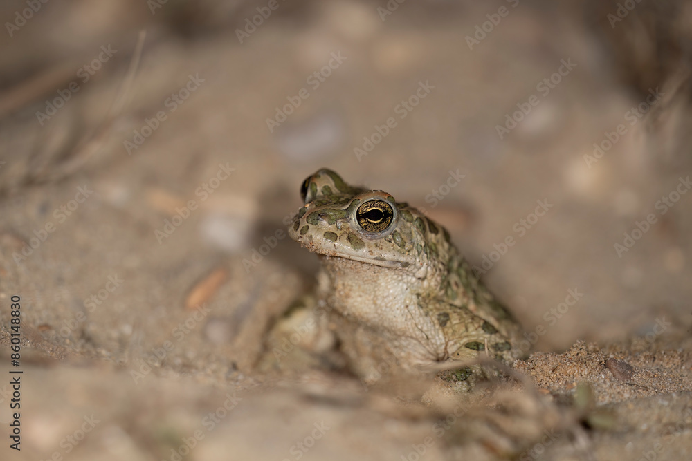 Bufotes balearicus o Bufo lineatus, endemic green toad of the Italian peninsula. Bufotes balearicus o Bufo lineatus, endemic green toad of the Italian peninsula.