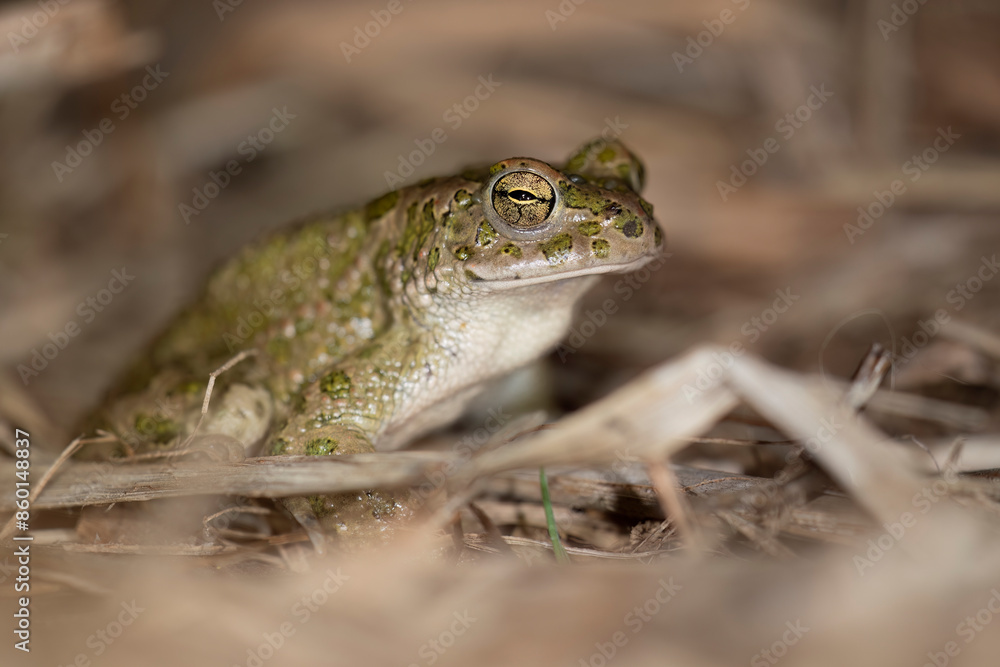 Fototapeta premium Bufotes balearicus o Bufo lineatus, endemic green toad of the Italian peninsula.
