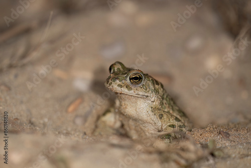 Bufotes balearicus o Bufo lineatus, endemic green toad of the Italian peninsula. © vinx83