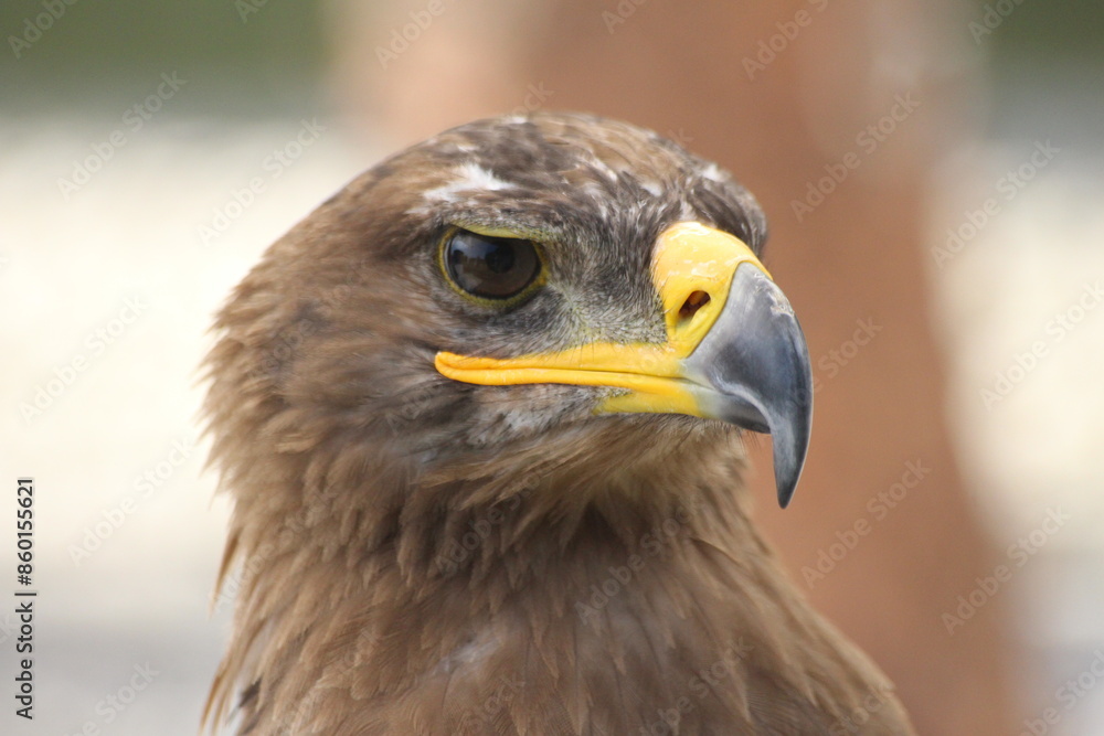 Close-Up of Majestic Golden Eagle in Detail Close-Up of Majestic Golden Eagle in Detail