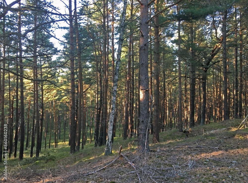Obraz premium Sunny day in the seaside pine forest. Beautiful landscape of National Park 